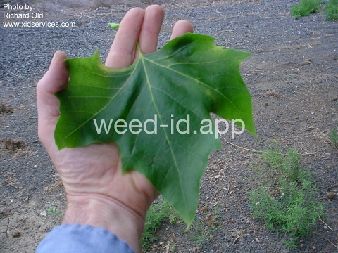 sycamore